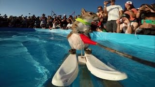 Белка на водных лыжах! Белка на водных лыжах!