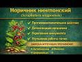 Норичник нингпонский Scrophularia ningpoensis - экстракт