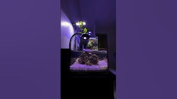 Macroalgae pico? 🌱 #reeftank #aquarium #fishroom