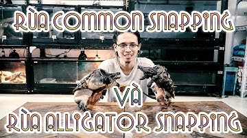 Rùa cá sấu và rùa không cá sấu =))))))) - Alligator snapping vs Common snapping| WILDVN TV