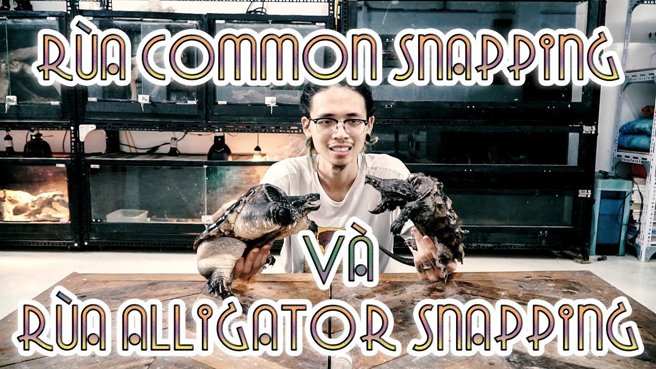 snapping scapula syndrome Rùa cá sấu và rùa không cá sấu =))))))) - Alligator snapping vs Common snapping| WILDVN TV