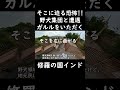 【インドで恐怖】途上国の定番！野犬集団と遭遇し少しビビる #一人旅 #インド #shorts