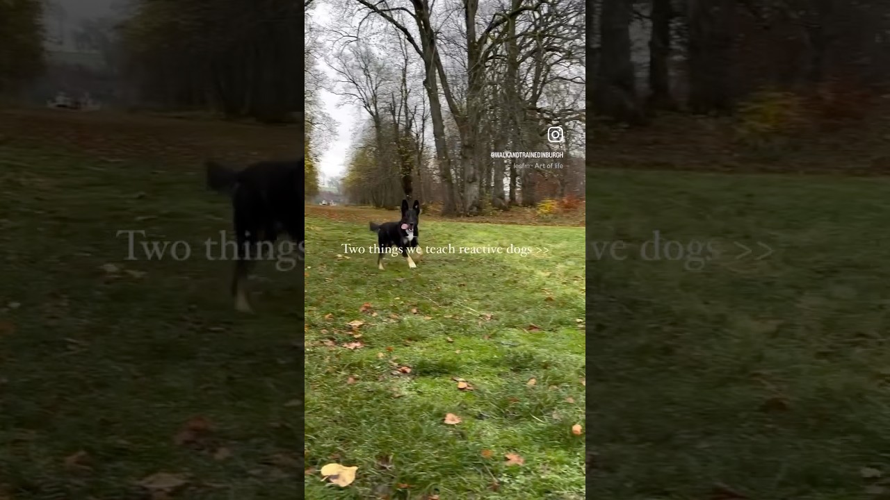 Most dogs we see who are struggling to make progress are only tackling one of these things.