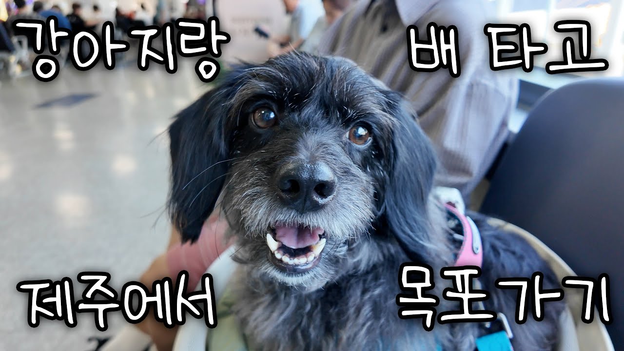 EP.04 강아지랑 배 타고 제주에서 목포가기 (퀸제누비아 펫스탠다드룸)