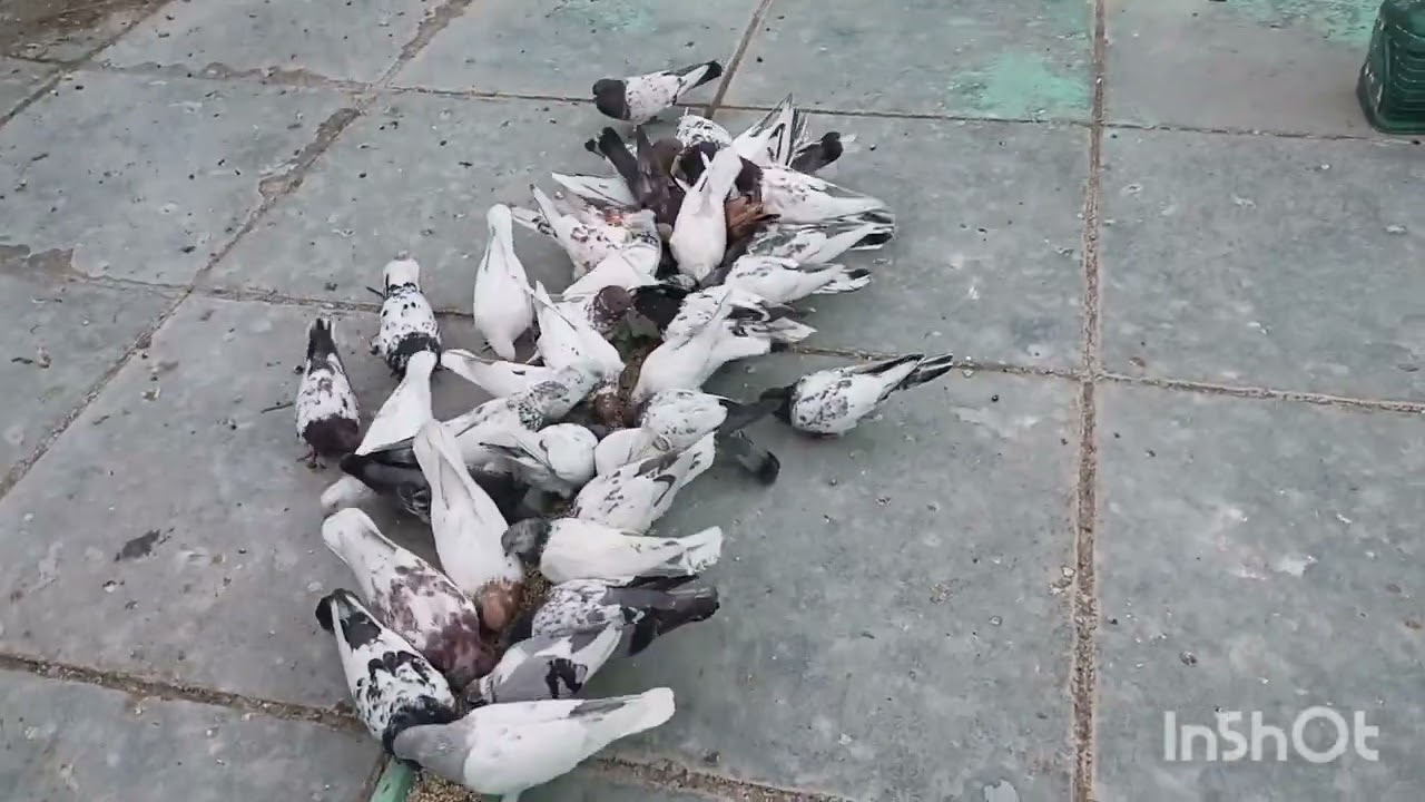 صدنه فرخه قجمه من حربي وضيعت فحل مشكول ضجت عل دنبوس 😂