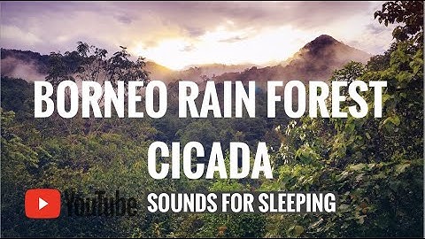 10 HOURS of Borneo Cicada Sounds ~ Sounds in Borneo Rainforest ~ Sleep, Study, Meditation & Yoga