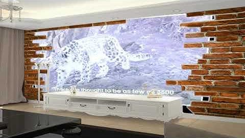 Elusive Snow Leopard Of The Himalayas _ Planet Earth II