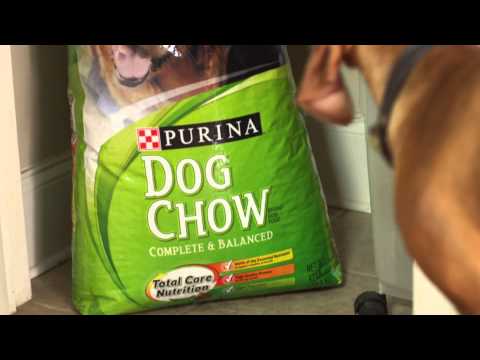 not-your-average-dog---purina®-dog-chow®