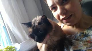 Vlog Do Dia Que Minha Gata Tomo Banho Por Andréia Miranda Tartaro