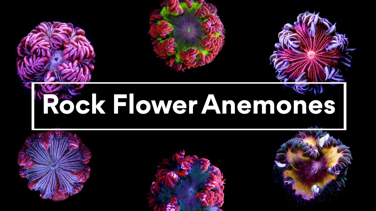 Rock Flower Anemones YouTube