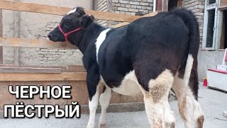 видео: Ғуноҷин порода чёрное пёстрый барои молкардан бехтарин ба фуруш баромад картинка: Ғуноҷин порода чёрное пёстрый барои молкардан бехтарин ба фуруш баромад