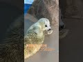 ゴマフアザラシの赤ちゃんの授乳＠しながわ水族館【しぶき】