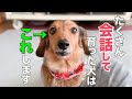 飼い主とたくさん会話してきた犬だけが見せる驚きの仕草7選