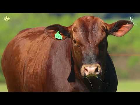 Lote 08   TAT 147 M Red Brangus