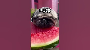 Watermelon Sugar PUG! #pug #dog #cute