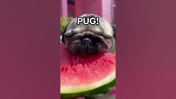 Watermelon Sugar PUG! #pug #dog #cute