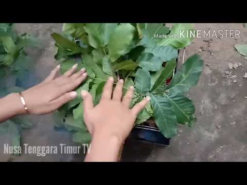 Resep Sei Babi Ntt