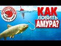 Ловля белого Амура! На что клюет Амур? (Часть 2)