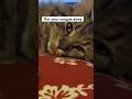 Put your tongue away!#cat #shorts #funny ￼