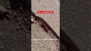 Кто это? #многоножка #насекомые #энтомология #природабеларуси #природоведение #minuscule #entomology