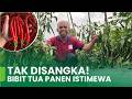 MASIH BISA SEMBUH! CARA MERAWAT CABE YANG TUMBUH LAMBAT HINGGA BERBUAH LEBAT