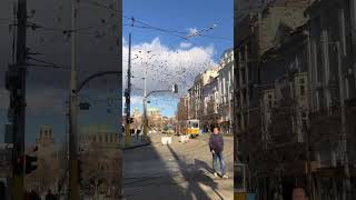 Sofias Timeless Charm Pigeons, Old Trams & A Peaceful Winter Scene