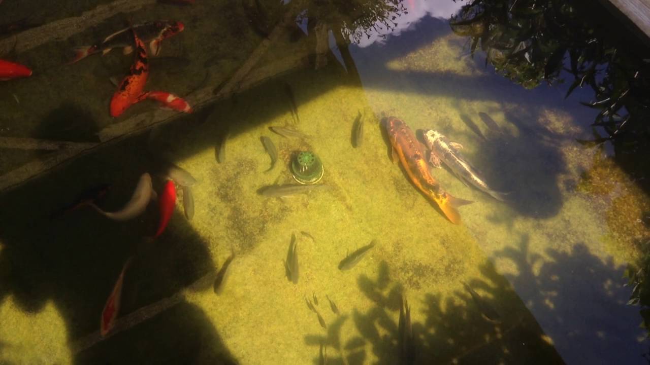 Tilapia Koi In The Same Koi Pond