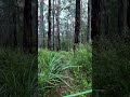Kurth Kiln #Walk #Victoria #Australia #outback #bushwalk #nature #asmrvideo #trails #outdoors #camp