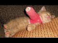「猫かわいい」 すごくかわいい子猫 - 最も面白い猫の映画 #262