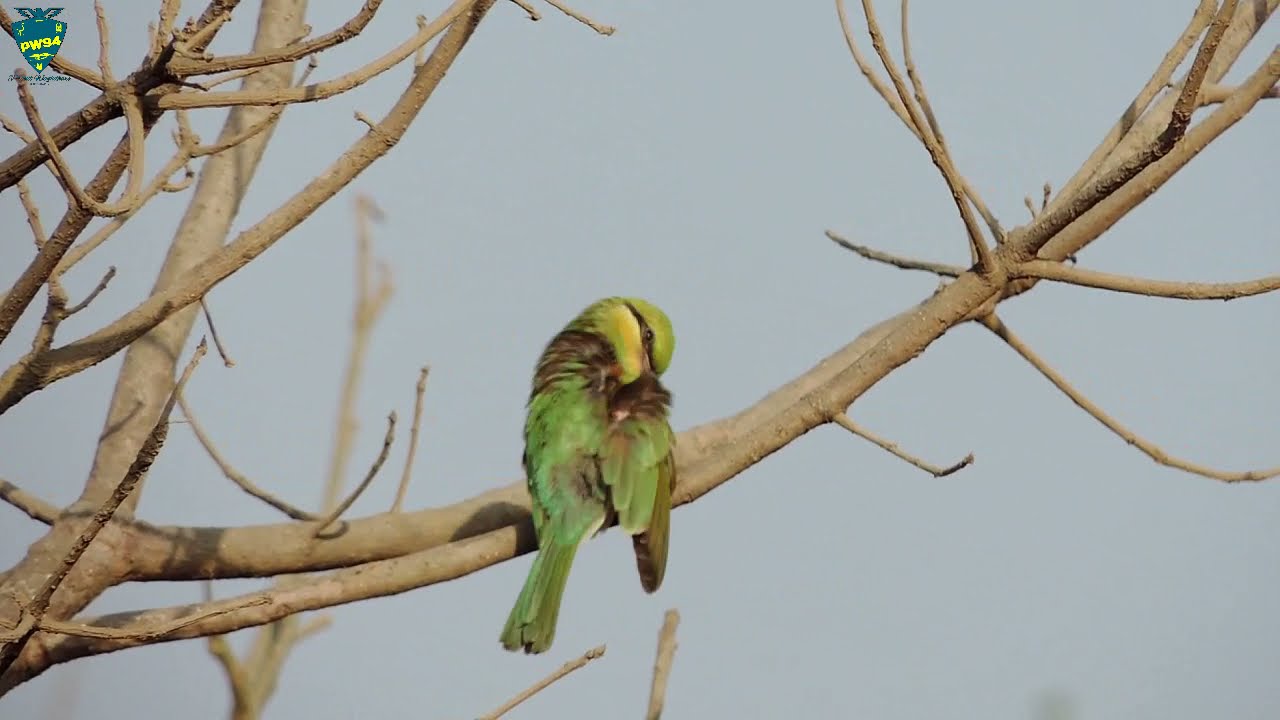 Green Bee-eater preening | Birds of Konkan
