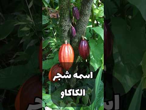 شجرة الشوكولاتة