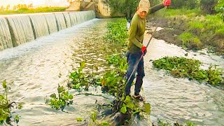 Removal Floating Plants Clogged On Dam Drain Water By Hands Look To So Fresh After Removal