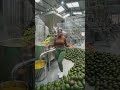 “One Factory, Endless Opportunities 🔥”“From Village Hustle to Global Busines#goviral