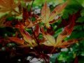 朝花 cover オリジナル/石川さゆり
