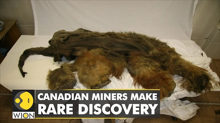 Canadian miners make a rare discovery: Mummified remains of a baby Woolly Mammoth found | WION - DayDayNews