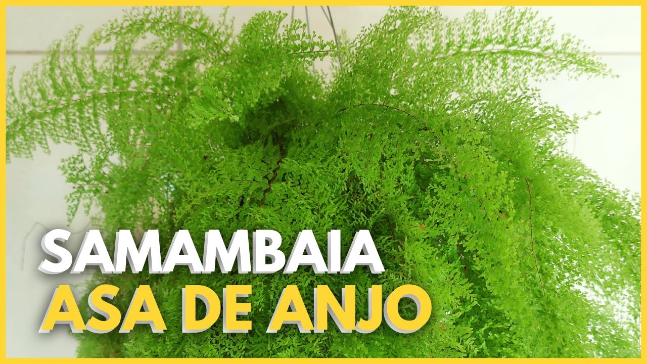SAMAMBAIA ASA DE ANJO | Uma samambaia linda e delicada! Aprenda a cultivá-la 🪴🥰