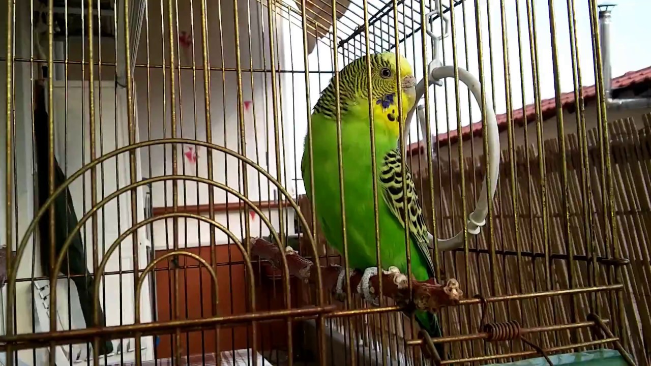 Попугай чирикает как воробей - YouTube