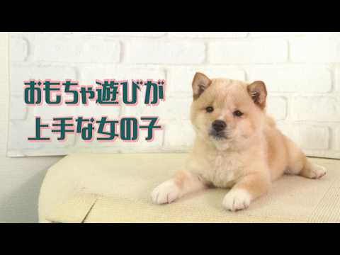 Mame Shiba Inu houzannsou - YouTube