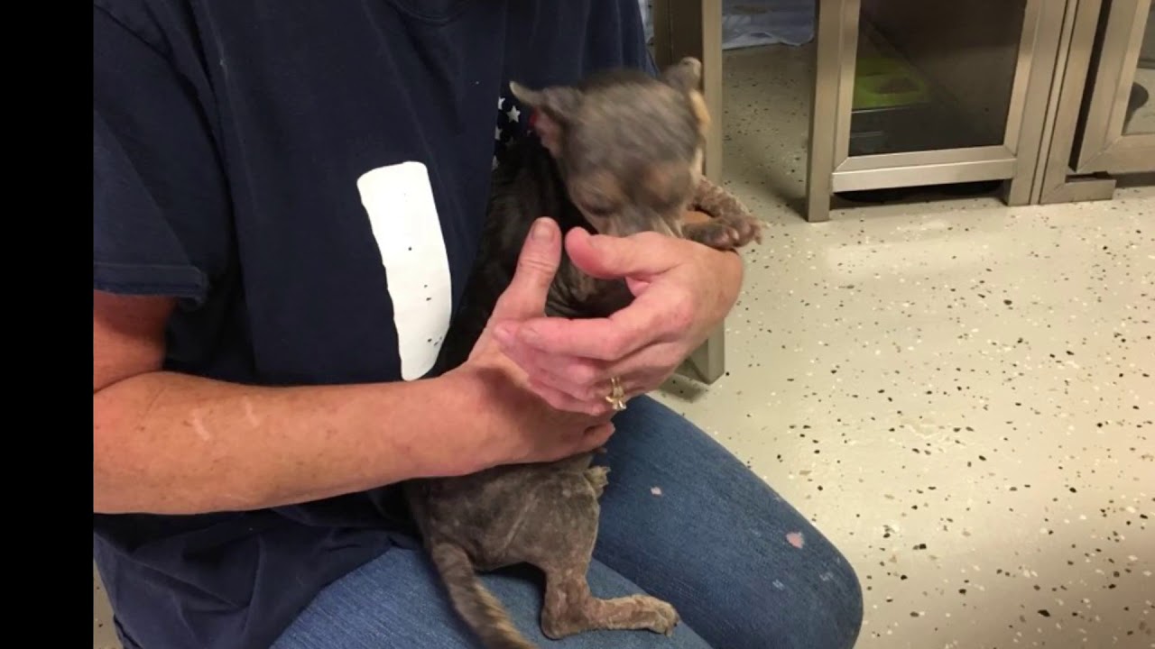 The trapping of the elephant skin dogs See how they LOOK now YouTube