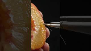 Oddly Satisfying Fruit Fiber Extraction