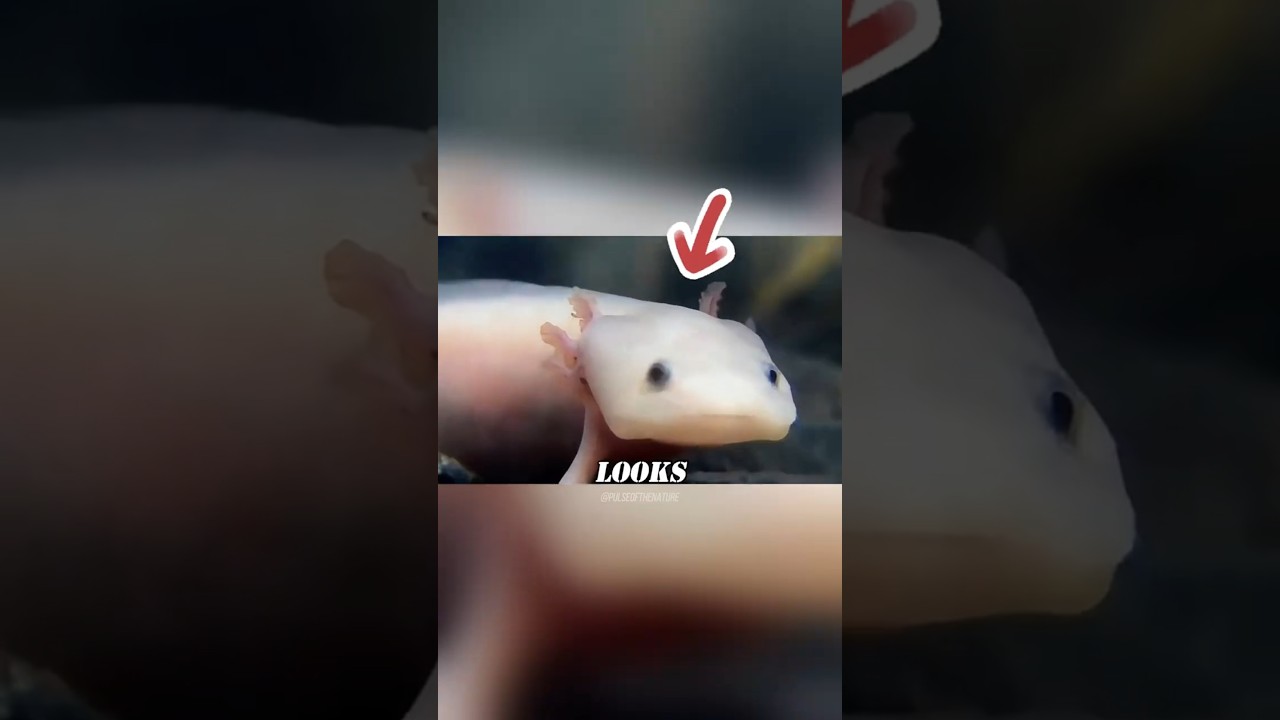 160 Years of Axolotl Experiments Explained #science #shorts