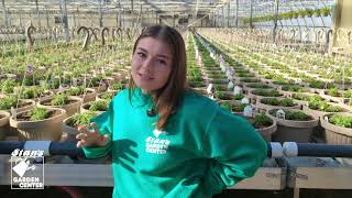 Stan’s Garden Center | Rooted in Erie Intro | Meet Josh & Alyssa
