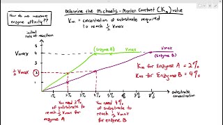 3-9 Enzyme Affinity, Michaelis-Menten Constant Cambridge AS A Level Biology, 9700)