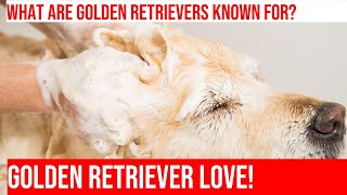 Golden Retrievers: The Perfect Companion for Seniors!