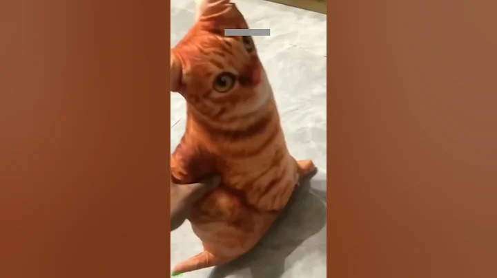 Video 11122111: cats kittens meowing compilation, cats meowing talking funny, cute cat