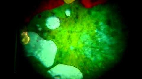 showtec moving oil projector