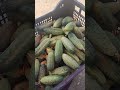 #cucumber #healthyfood #countrylife #naturalfood #thanks_for_watching #thanksgod