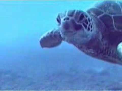 video phone beyonce mp3 Hawaiian Green Turtle (AIKANE 1990, 91 and 1992)