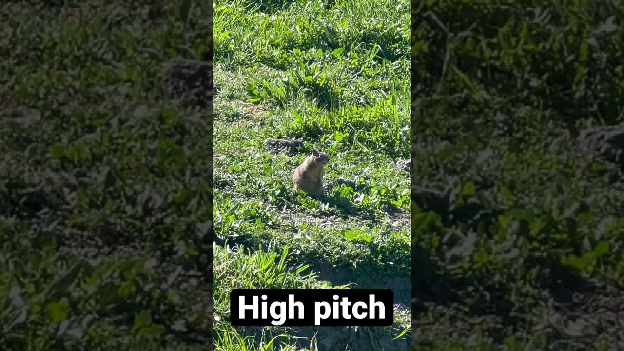 High pitch squirrel sounds