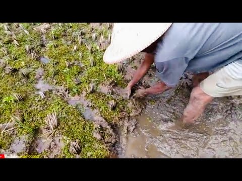 NGUKUY BELUT TERBANYAK DI DUNIA DAPAT 100 EKOR